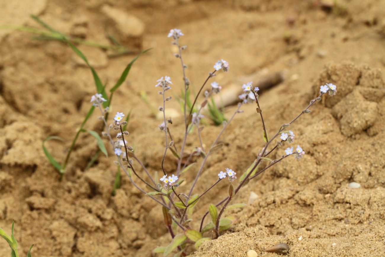 Image of Myosotis ramosissima specimen.