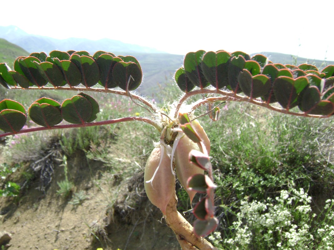 Изображение особи Astragalus fabaceus.