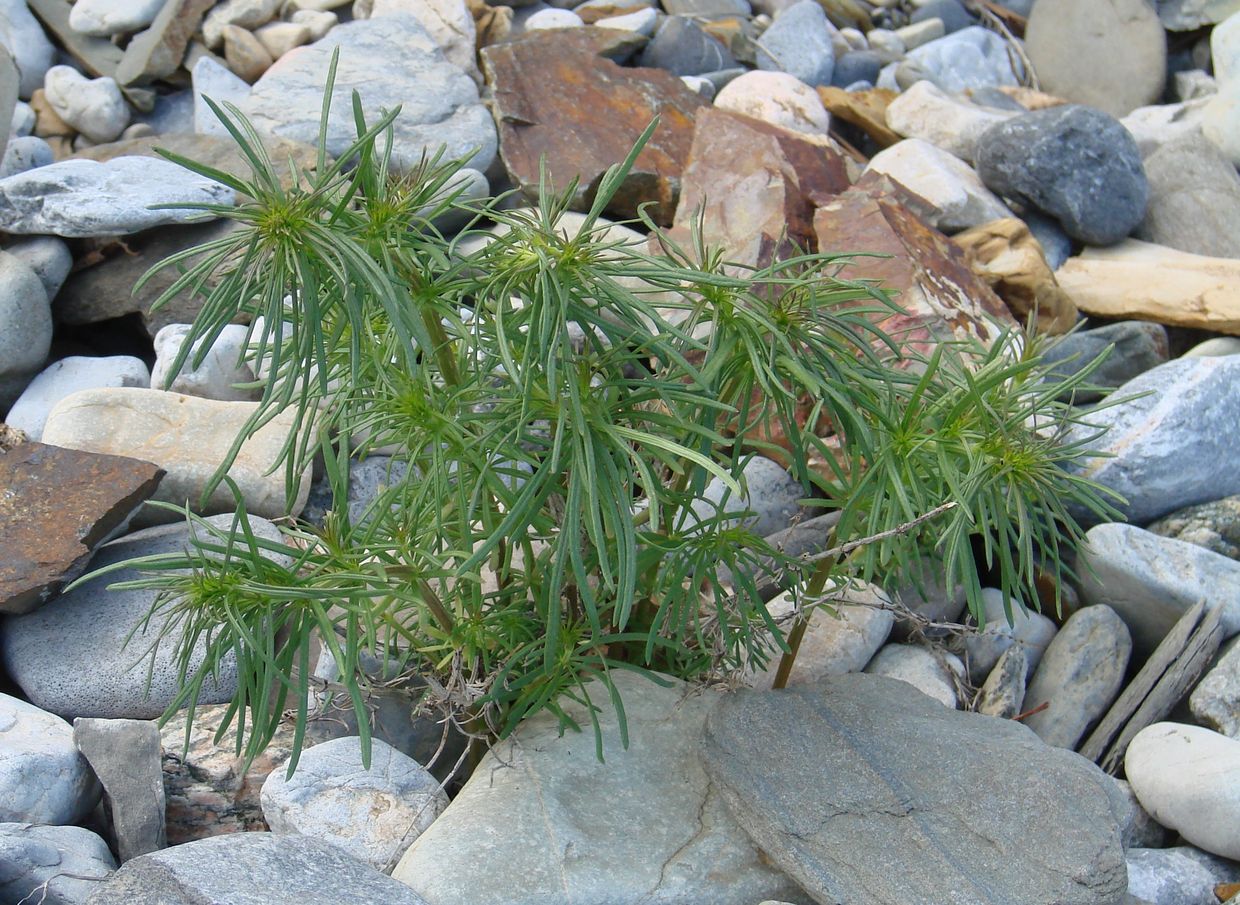 Image of Galium verum specimen.