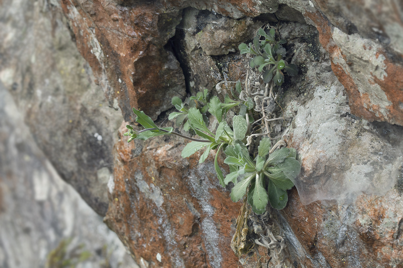 Image of Arabis caucasica specimen.