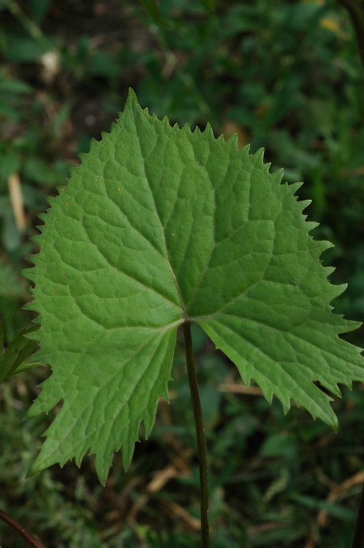 Image of Ligularia stenocephala specimen.