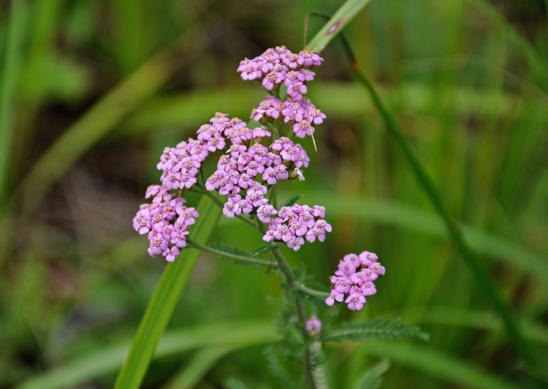 Image of Achillea millefolium specimen.