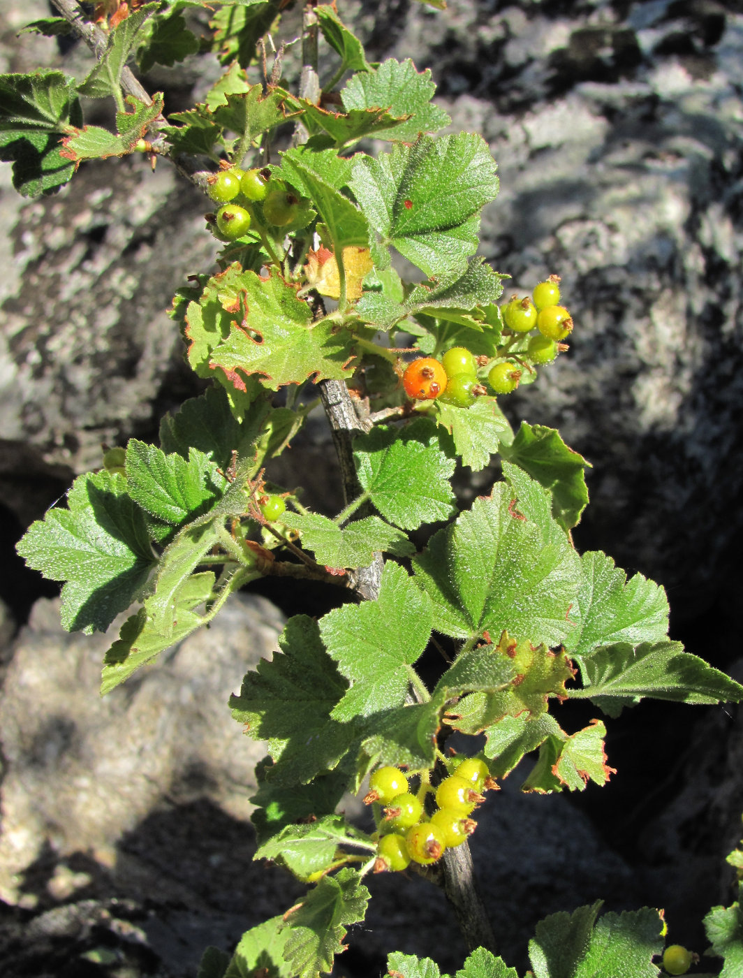 Image of Ribes orientale specimen.