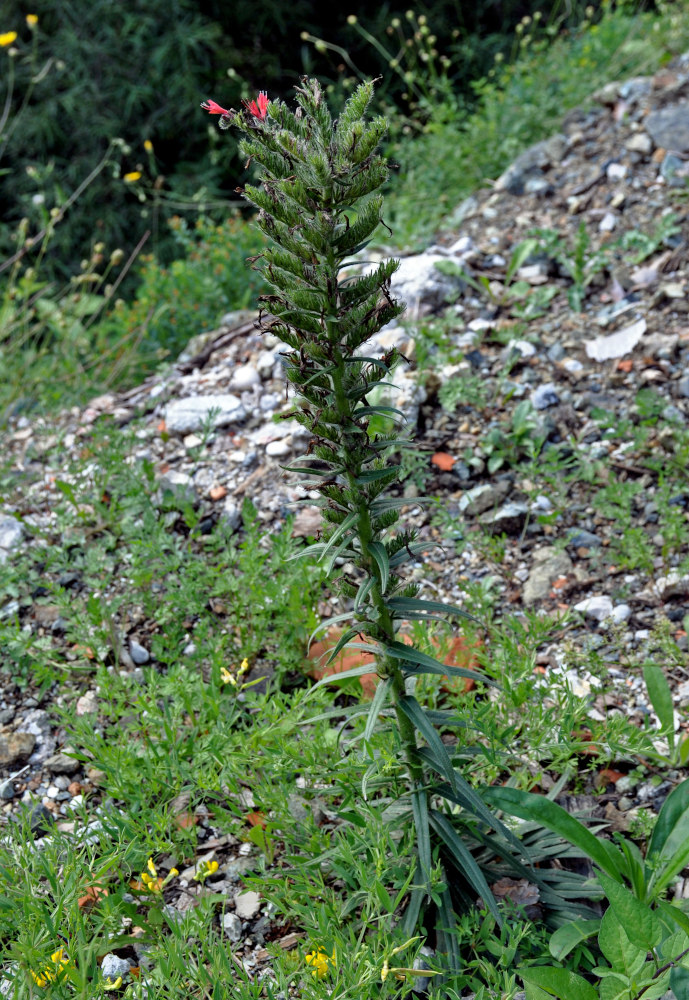 Изображение особи Echium russicum.