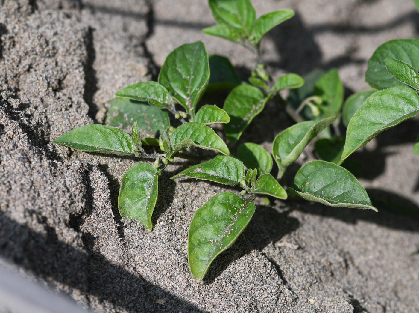 Image of genus Solanum specimen.