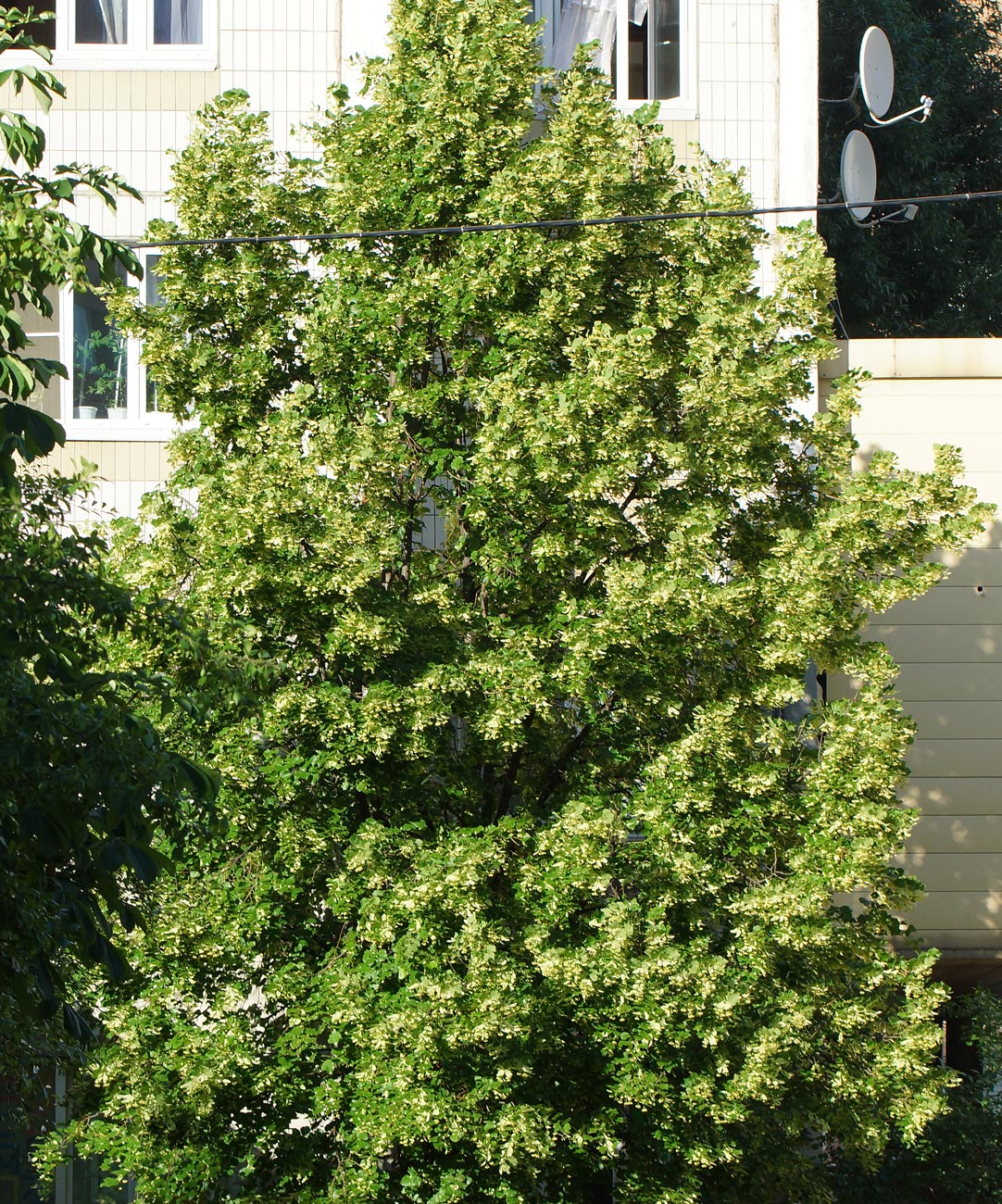 Image of Tilia platyphyllos specimen.