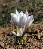 Crocus alatavicus. Цветущее растение. Казахстан, Туркестанская обл., Тюлькубасский р-н, окр. с. Жабаглы, плато Таскора, ≈ 1400 м н.у.м., у кромки тающего снежника. 30 марта 2020 г.