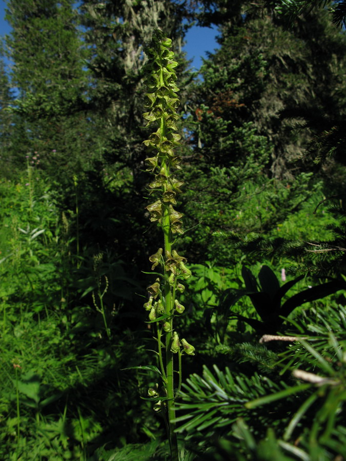 Изображение особи Aconitum sajanense.