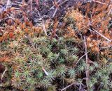 Polytrichum juniperinum