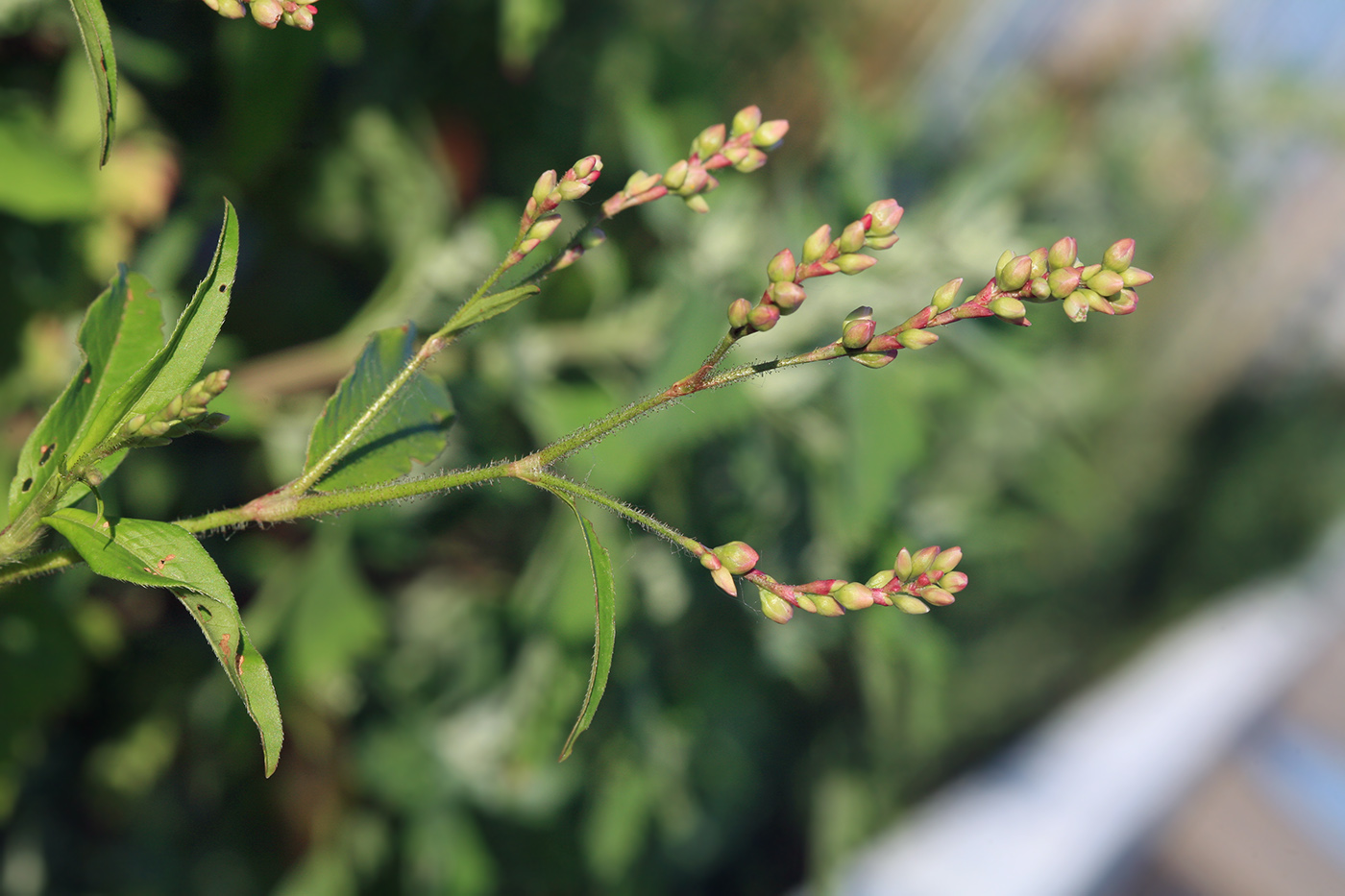 Image of Persicaria bungeana specimen.