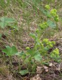 Alchemilla monticola