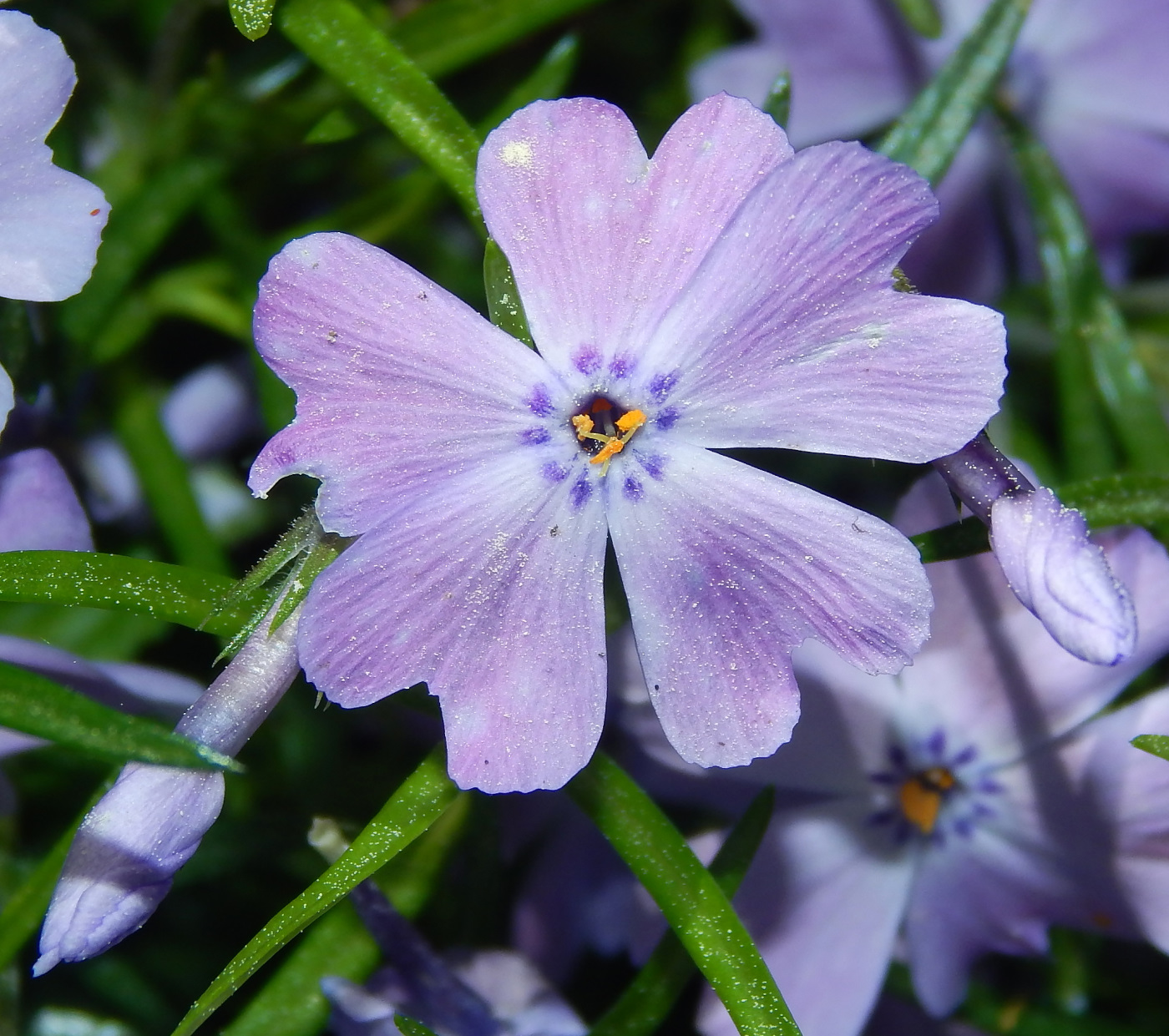 Image of Phlox subulata specimen.