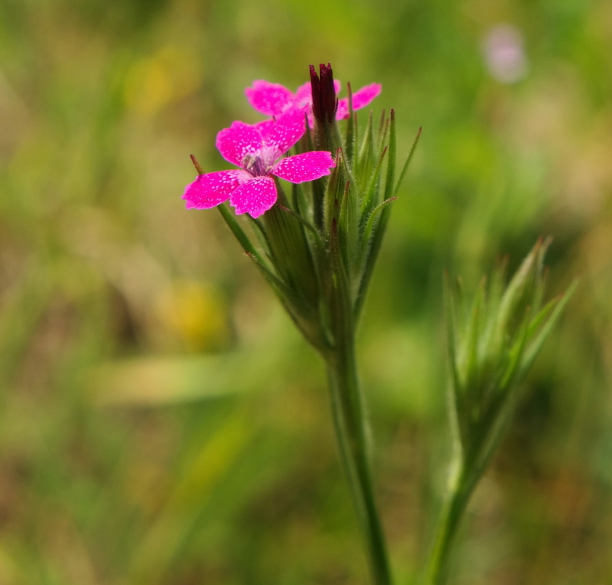 Image of Dianthus armeria specimen.