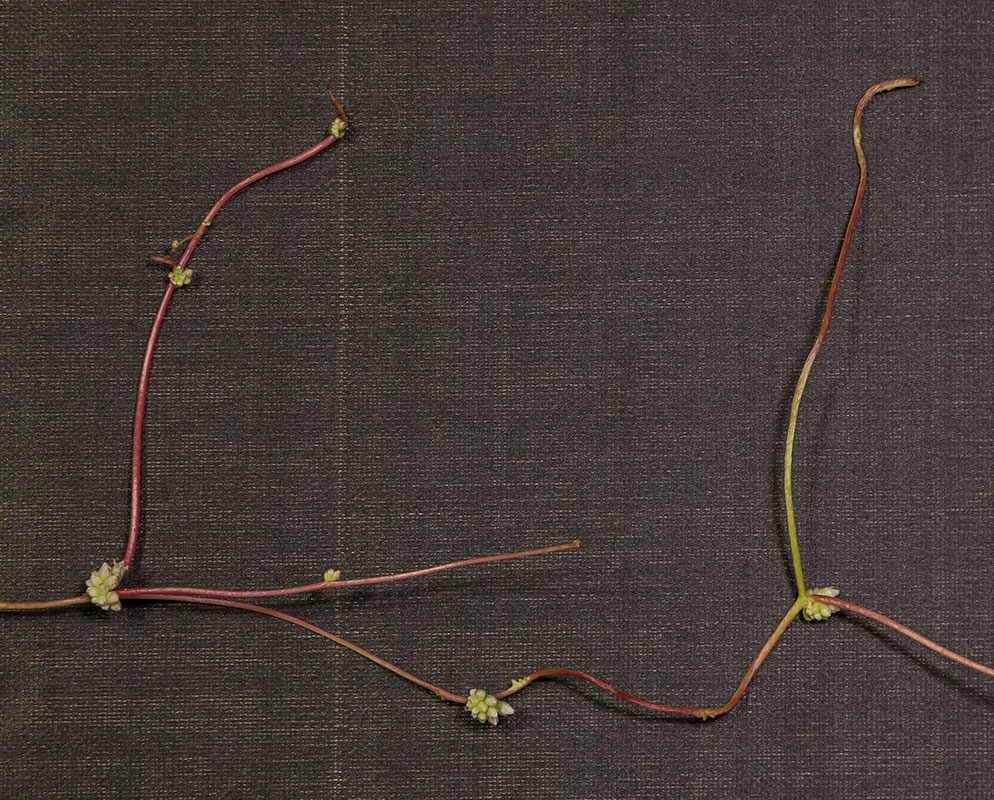 Image of Cuscuta europaea specimen.