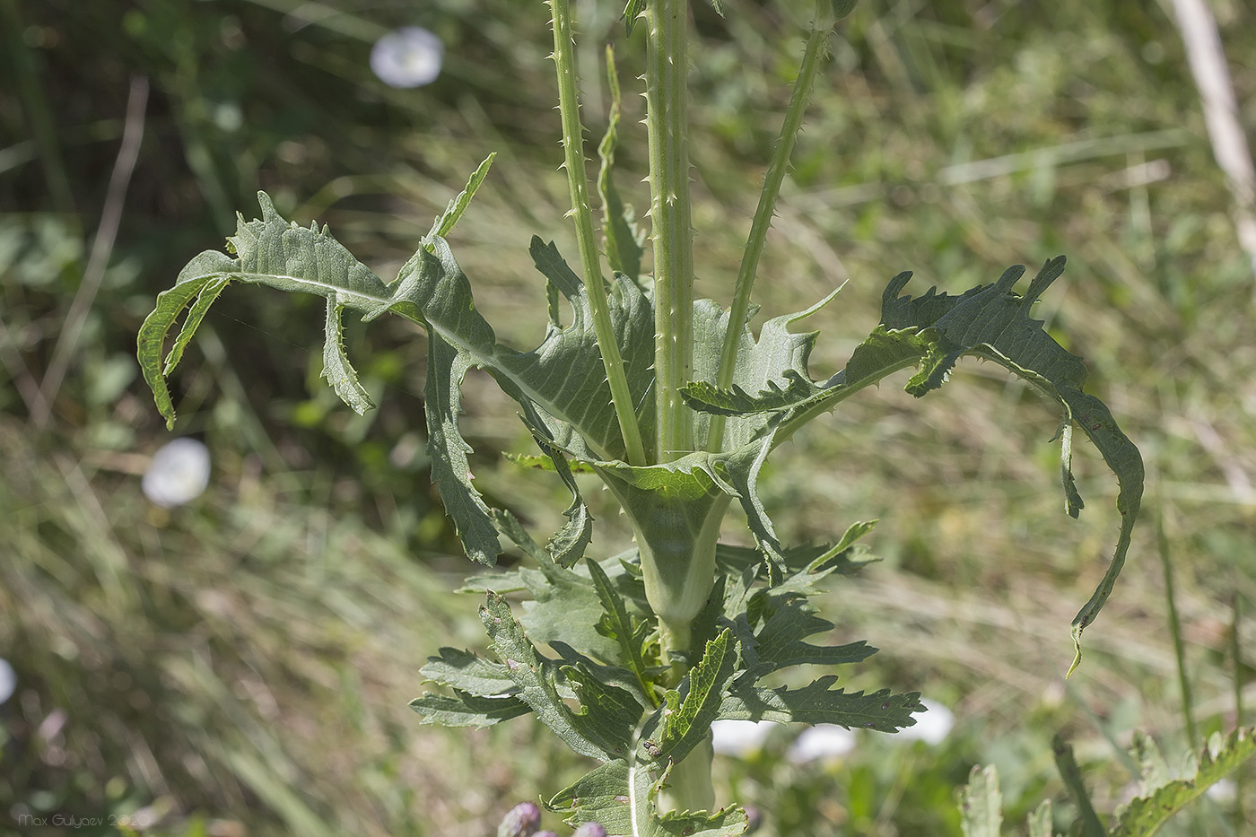 Image of Dipsacus laciniatus specimen.