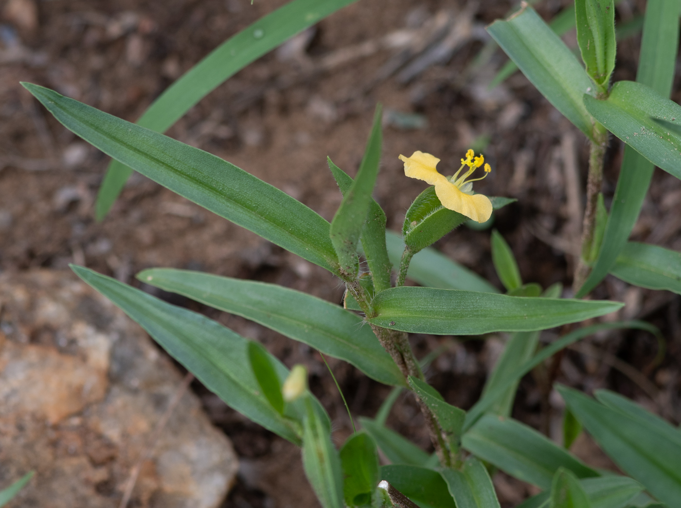 Изображение особи Commelina africana.