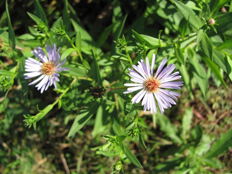 Image of Symphyotrichum novi-belgii specimen.