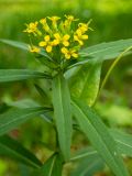 Erysimum cheiranthoides. Верхушка цветущего растения, обвитого Convolvulus. Московская обл., г. Дубна, ул. Строителей, неухоженный газон во дворе. 13.07.2020.