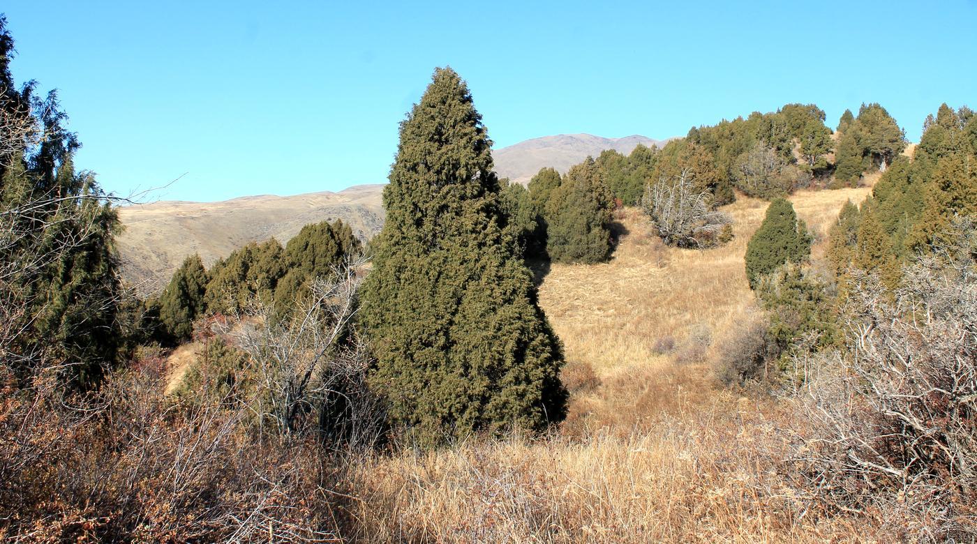 Image of Juniperus semiglobosa specimen.