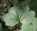 Geum rivale