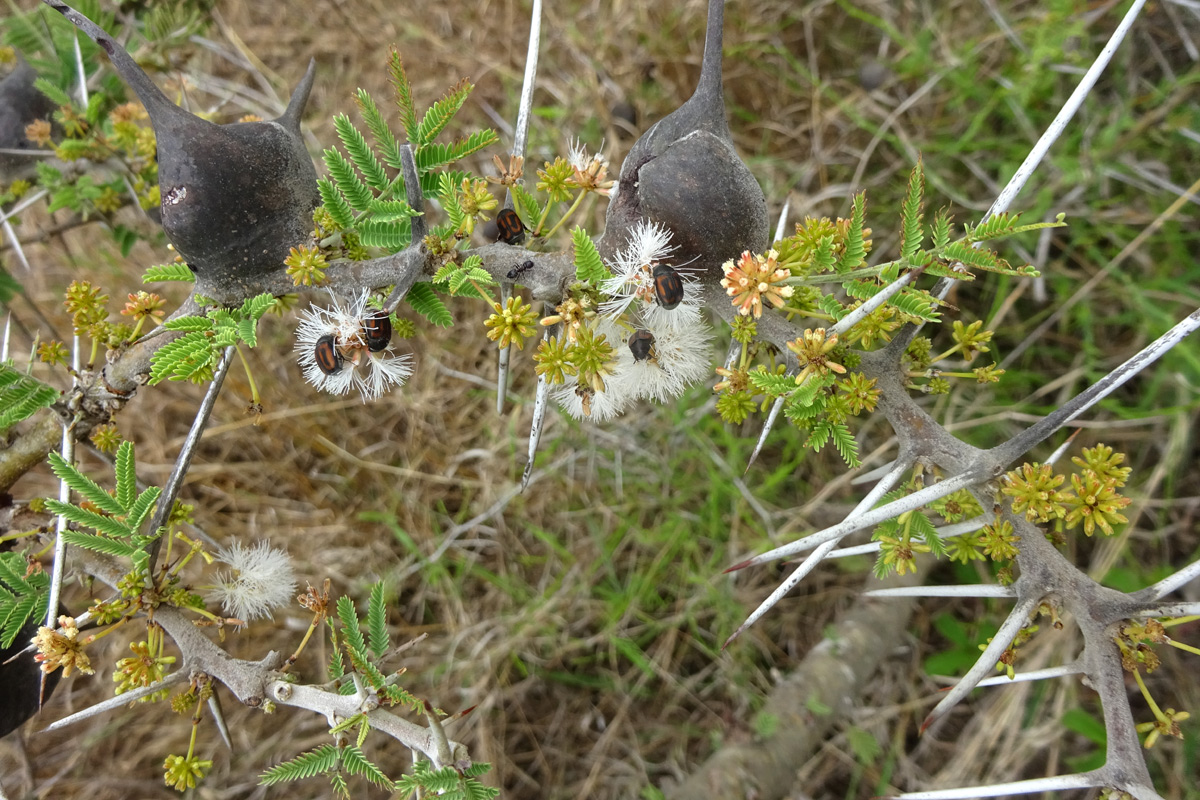 Изображение особи Vachellia drepanolobium.