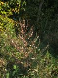 Artemisia vulgaris. Плодоносящее растение в осенней окраске. Московская обл., г. Истра, Новоиерусалимский монастырь, Гефсиманский сад, лесопарковая зона у Скита патриарха Никона. 22.09.2020.