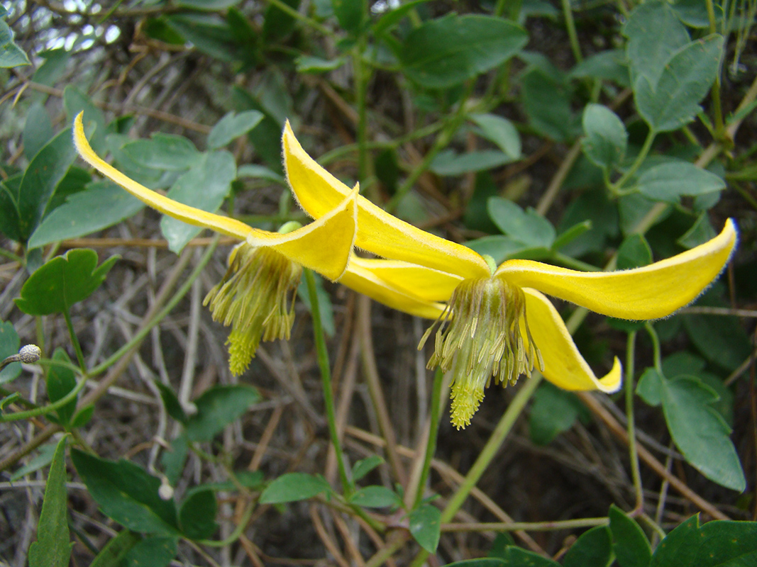 Image of Clematis tangutica specimen.