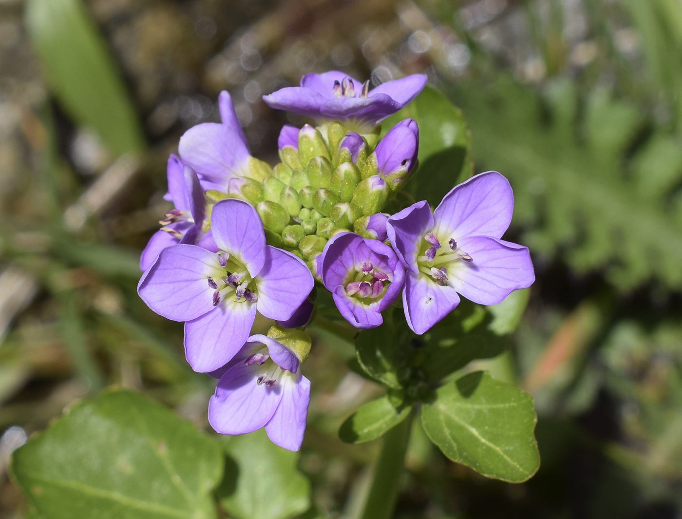 Изображение особи Cardamine raphanifolia.