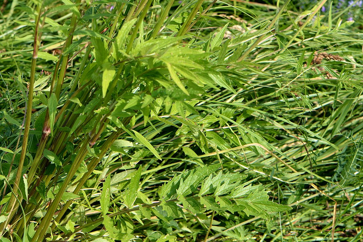 Image of Valeriana officinalis specimen.