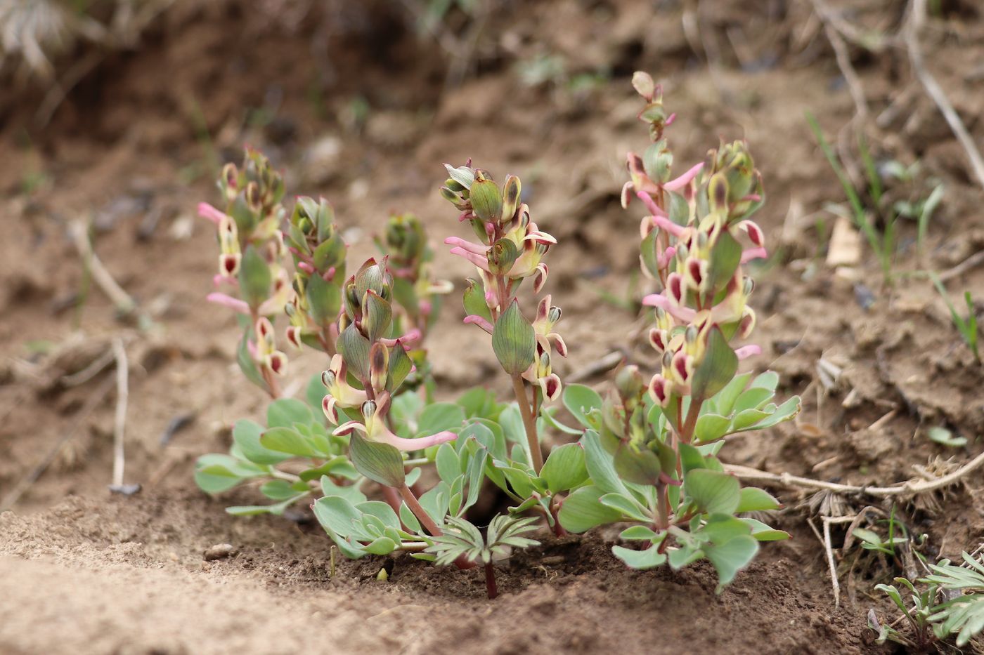 Image of Corydalis ledebouriana specimen.