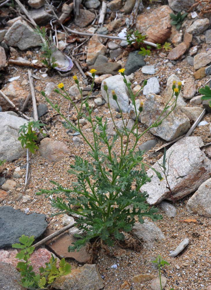 Изображение особи Senecio viscosus.