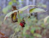 Rubus idaeus. Побег с почти осыпавшимися плодами. Новосибирск, малый лесопарк. 22.10.2010.