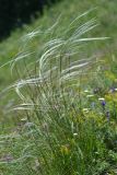 genus Stipa. Плодоносящее растение. Республика Северная Осетия-Алания, Ирафский р-н, Большой Кавказ, восточный склон хр. Стурфарс, у тропы подъёма на пер. Дунта, ≈ 2170 м н.у.м., субальпийский луг. 06.07.2021.