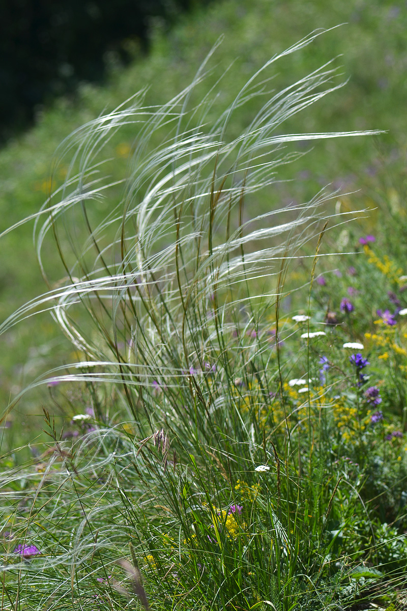 Изображение особи род Stipa.