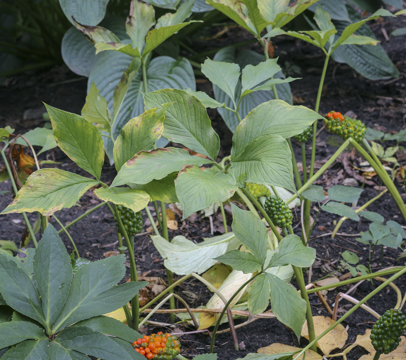 Изображение особи Arisaema amurense.