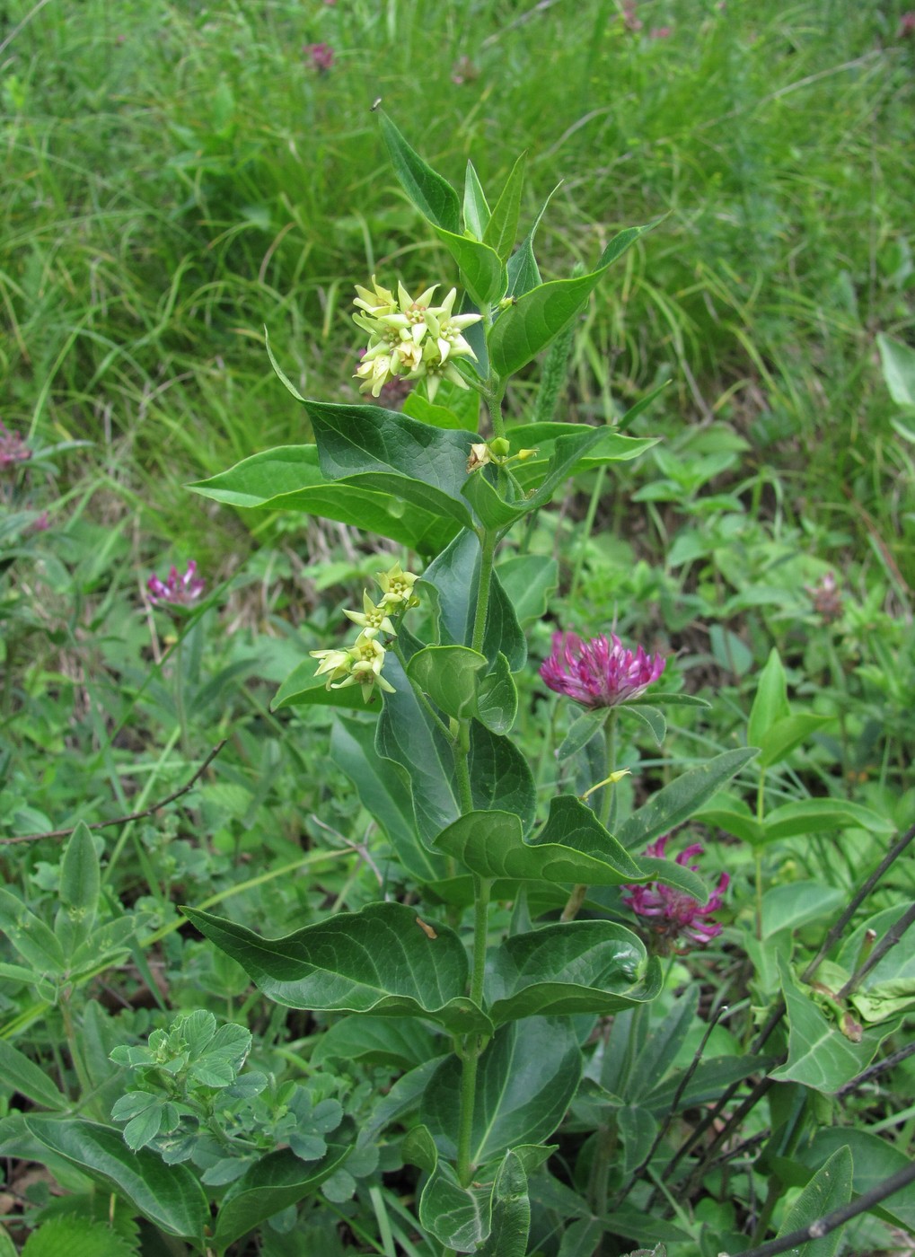 Image of Vincetoxicum hirundinaria specimen.