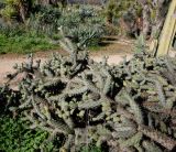 Cylindropuntia cholla