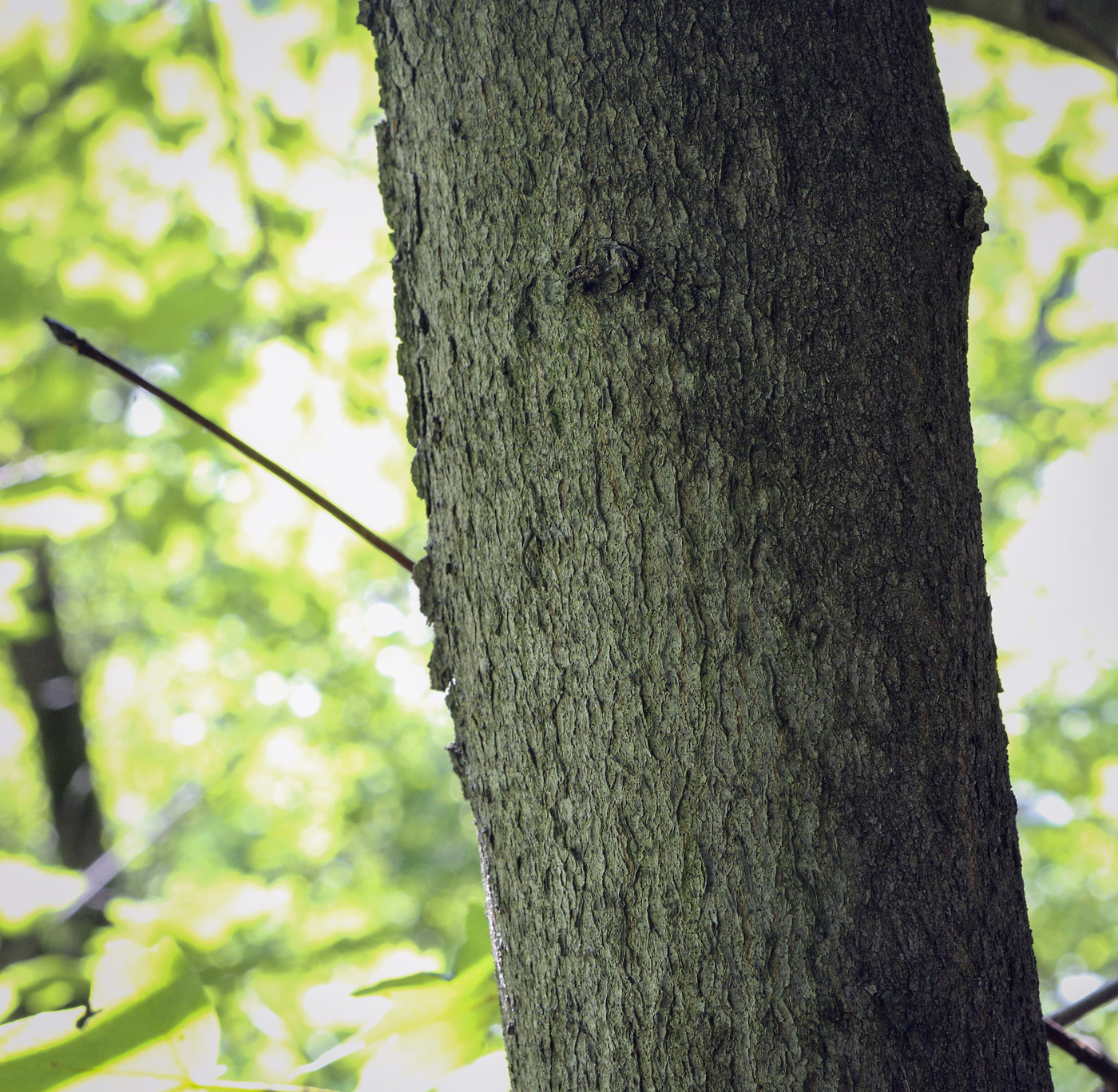 Image of Acer saccharum specimen.