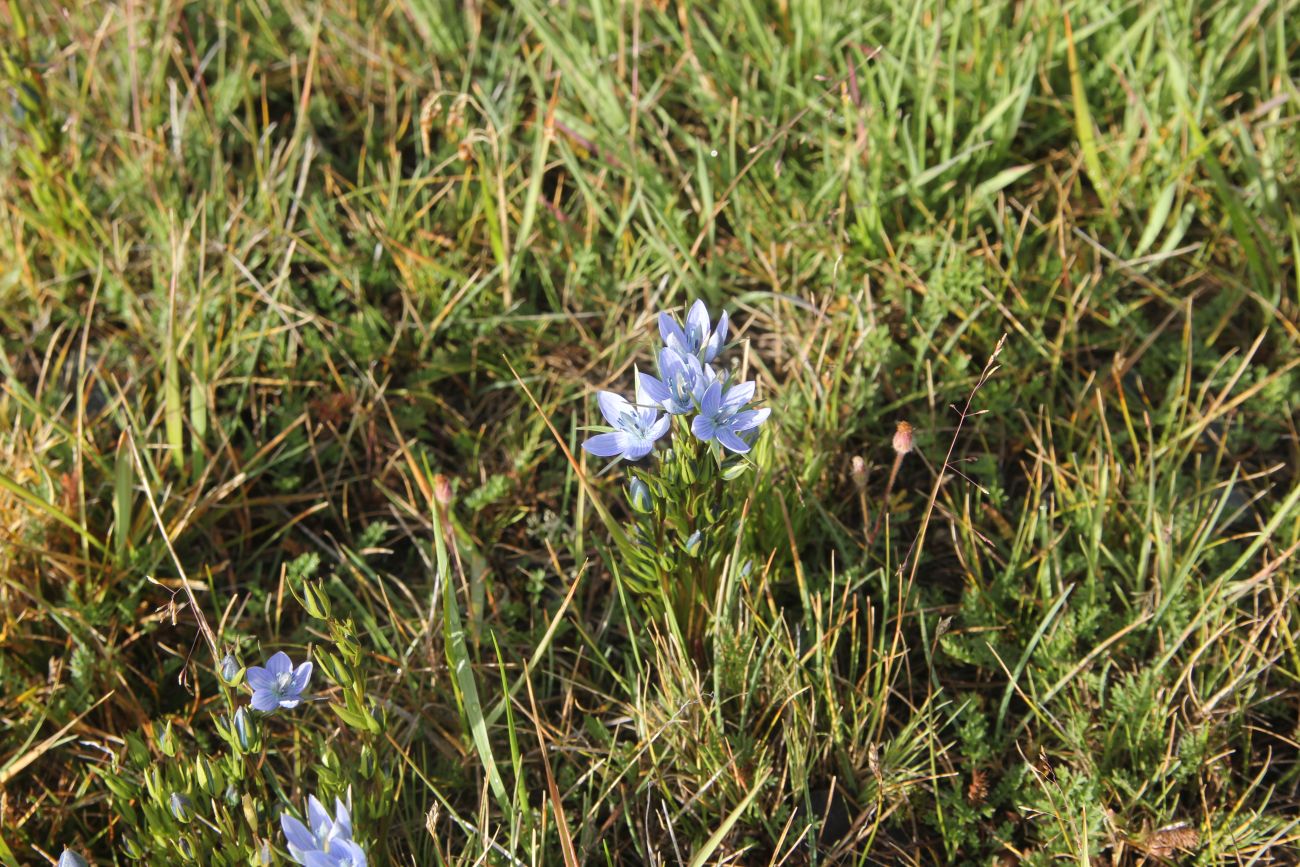 Изображение особи Lomatogonium rotatum.