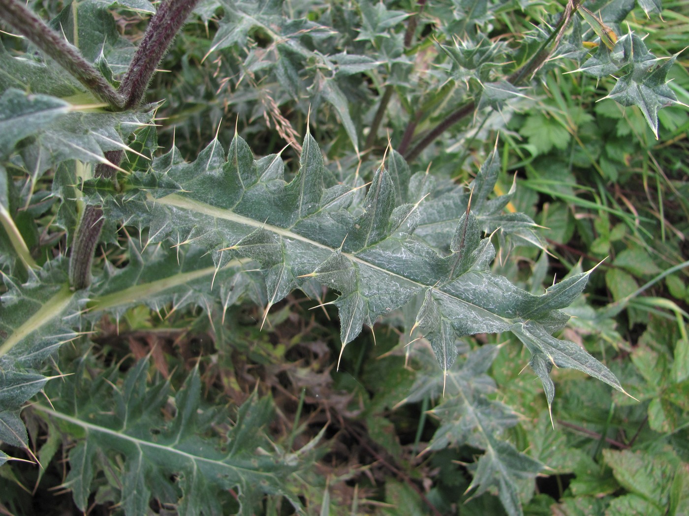 Image of Cirsium balkharicum specimen.