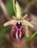 Ophrys mammosa. Цветок. Дагестан, Дербентский р-н, 3 км ЮЗ с. Геджух, луговая степь, среди кустарников. 6 мая 2022 г.