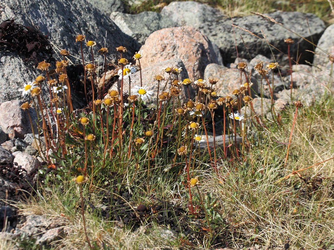 Image of Arctanthemum hultenii specimen.