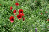 Papaver macrostomum. Цветущие растения. Армения, обл. Лори, окр. с. Лори Берд, ≈ 1300 м н.у.м., на поле. 24.06.2022.