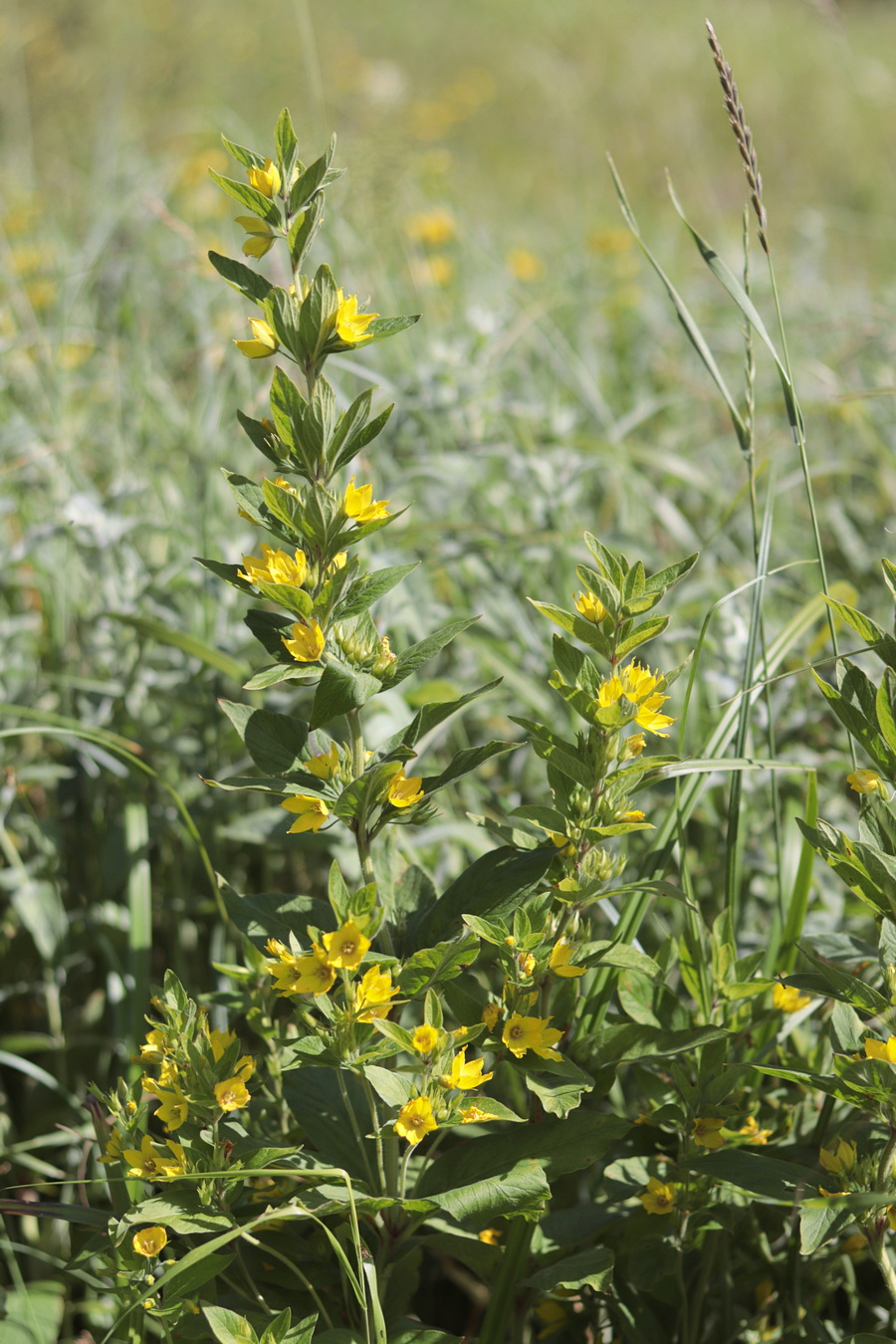 Image of Lysimachia verticillaris specimen.