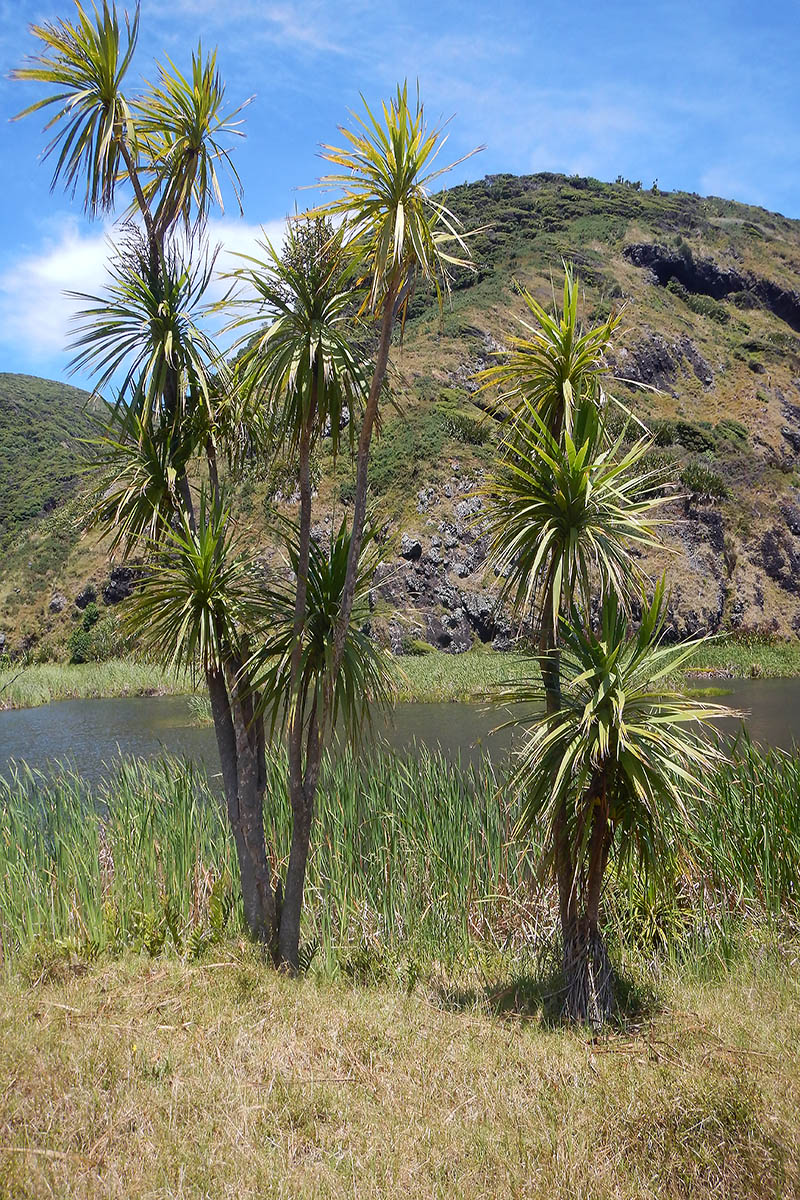 Image of Cordyline australis specimen.