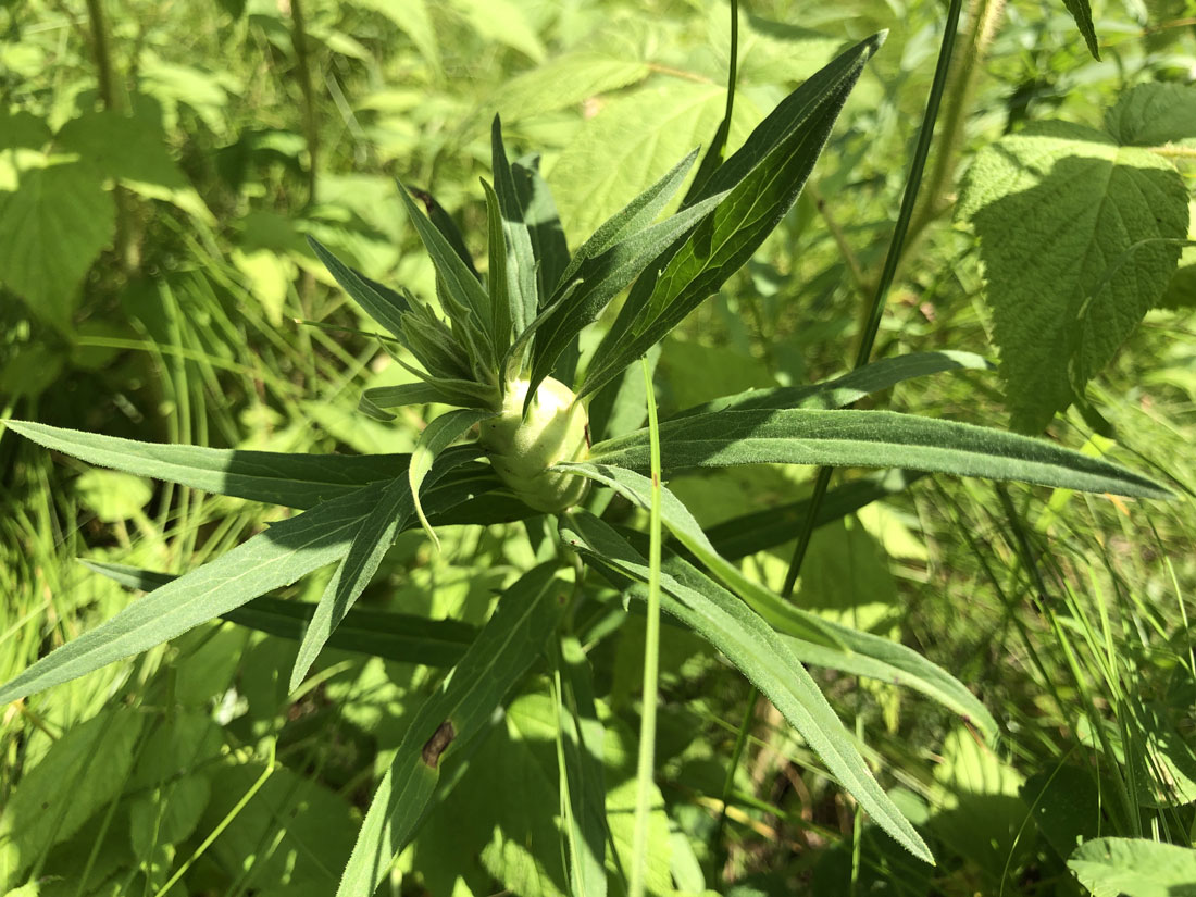 Image of genus Hieracium specimen.