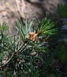 Pinus subspecies hamata