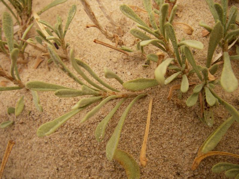 Изображение особи Limonium suffruticosum.