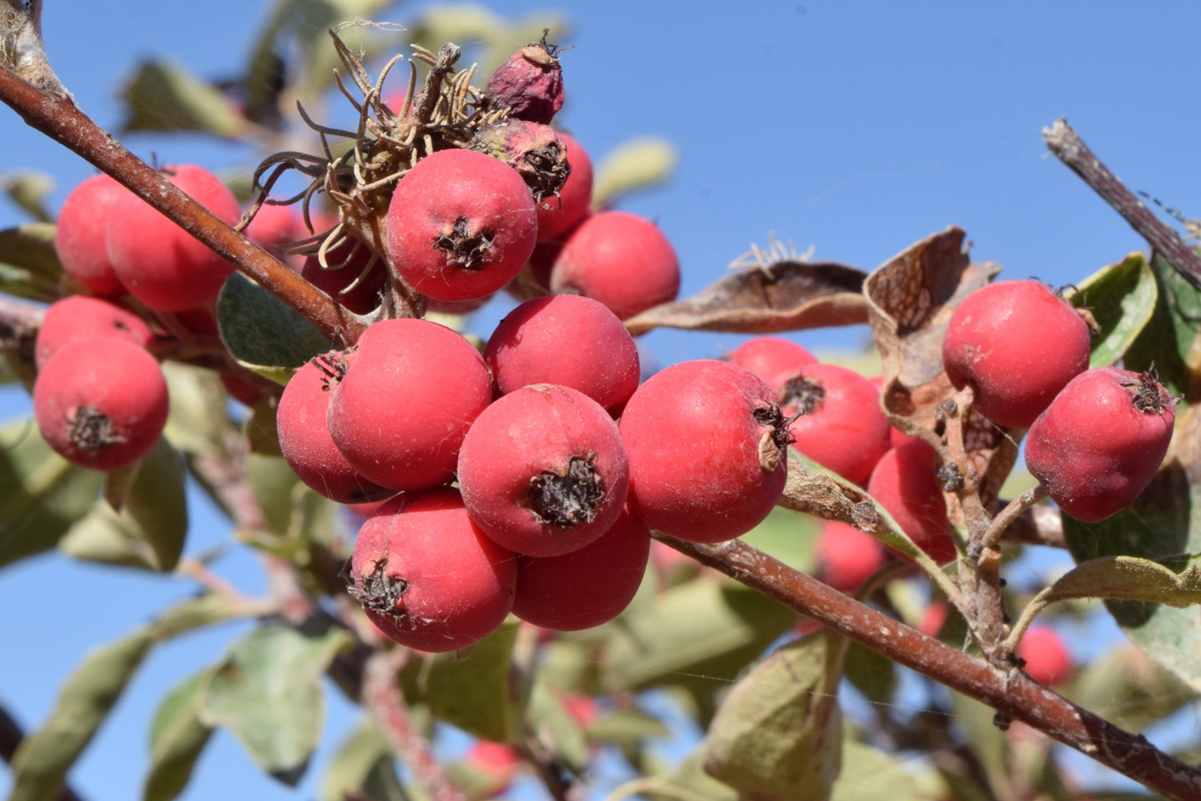 Image of Cotoneaster soongoricus specimen.