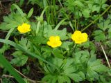 Ranunculus japonicus